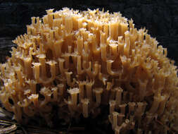 Image of Artomyces pyxidatus (Pers.) Jülich 1982