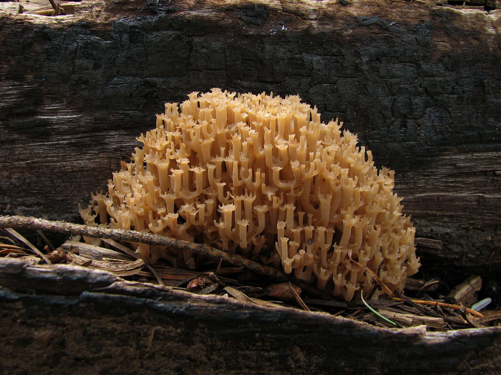 Image of Artomyces pyxidatus (Pers.) Jülich 1982