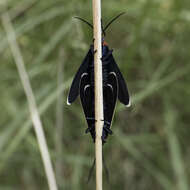 Image of Ctenucha multifaria Walker 1854