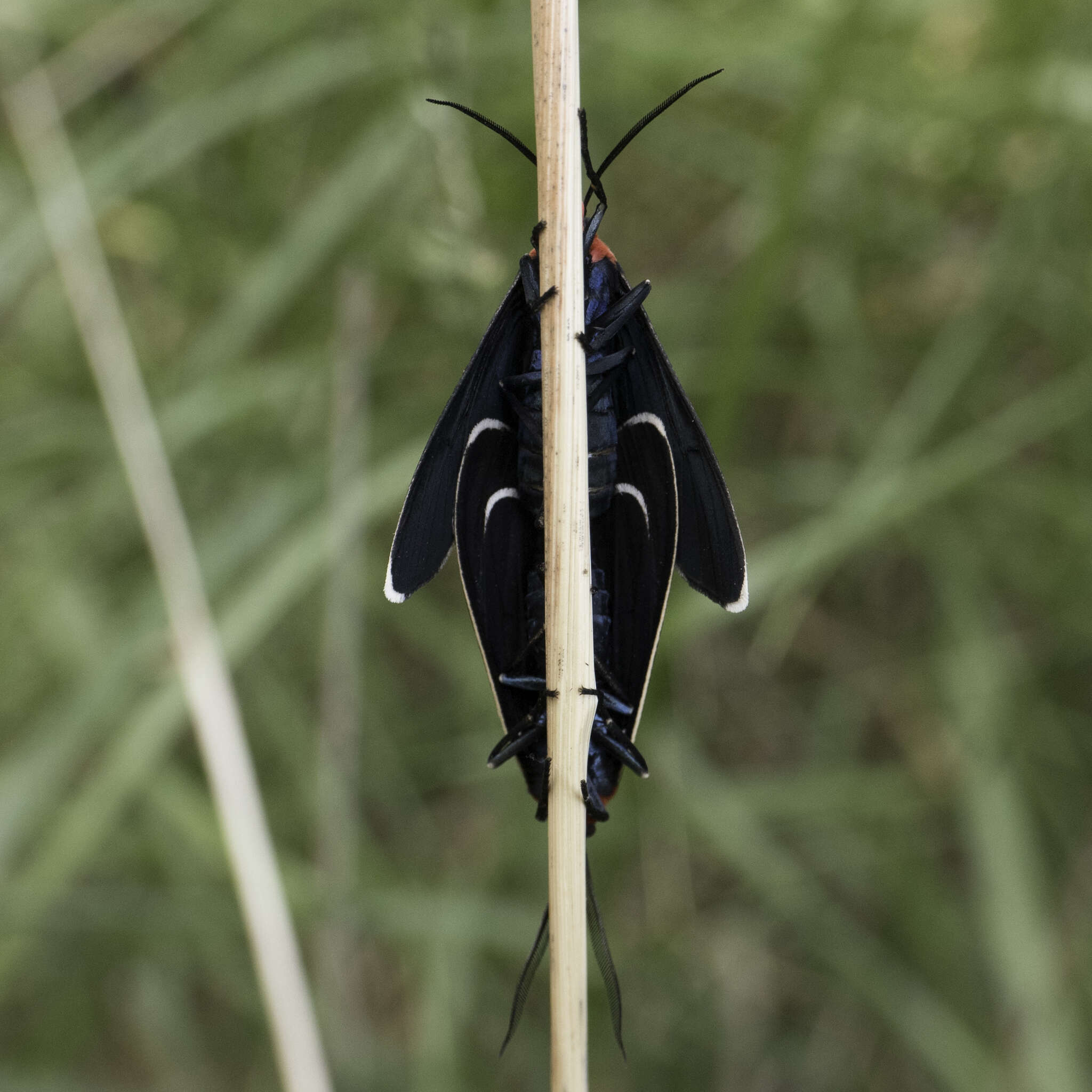 Image of Ctenucha multifaria Walker 1854