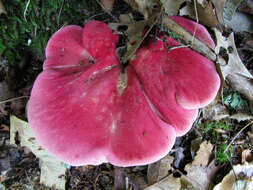 Image of Fistulinaceae