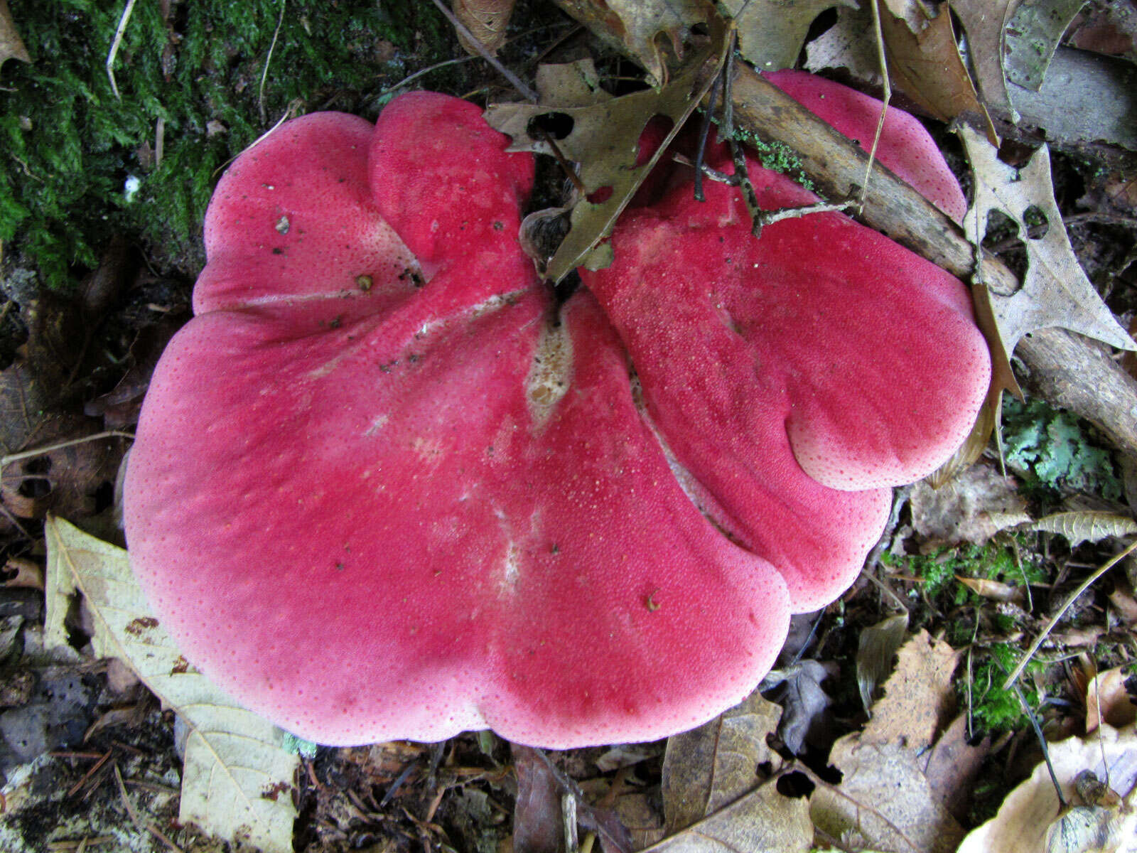 Image of Fistulinaceae