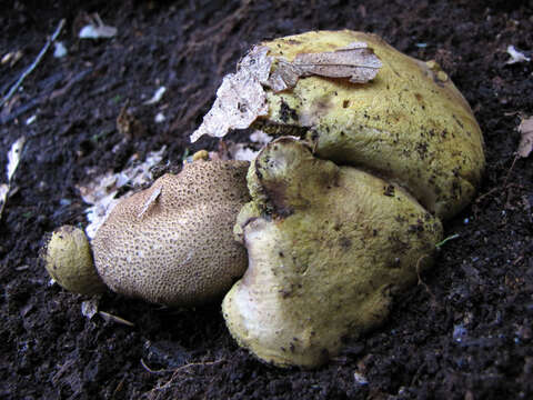 Image of Pseudoboletus parasiticus (Bull.) Šutara 1991