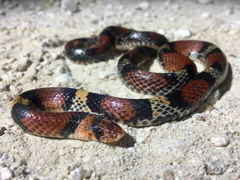 Image of Florida Scarlet Snake