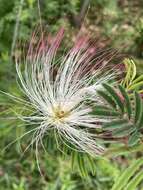 Image of Calliandra parvifolia (Hook. & Arn.) Speg.