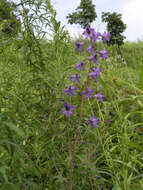 Image of Delphinium maackianum Regel