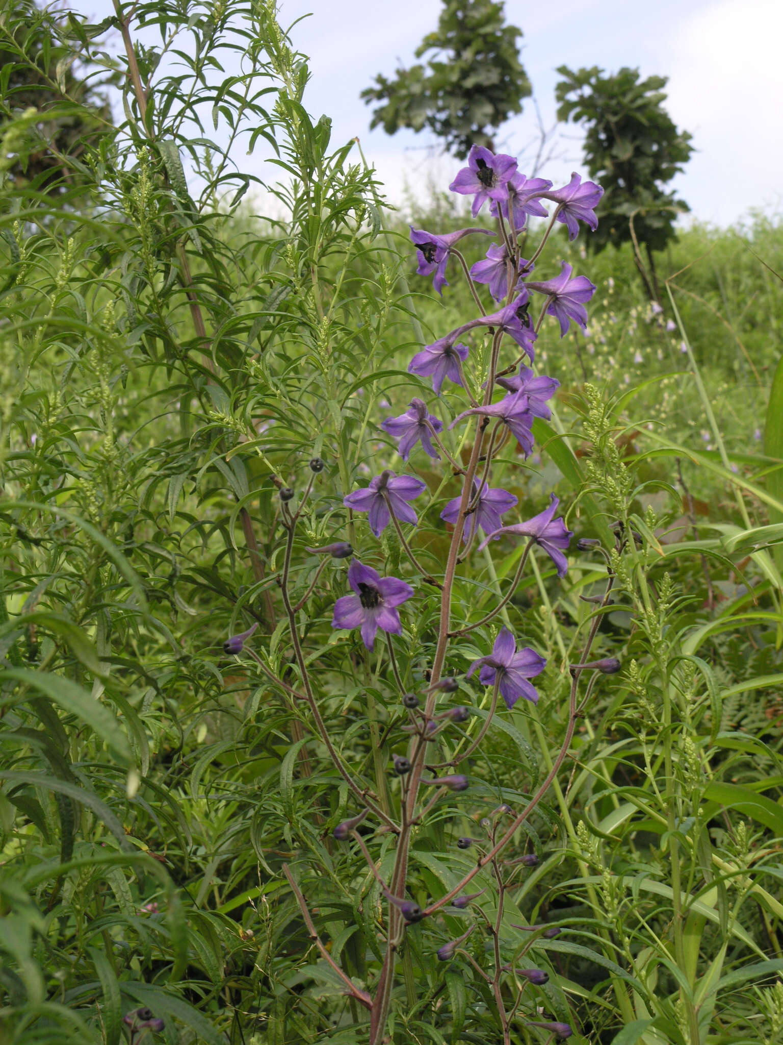 Delphinium maackianum Regel的圖片