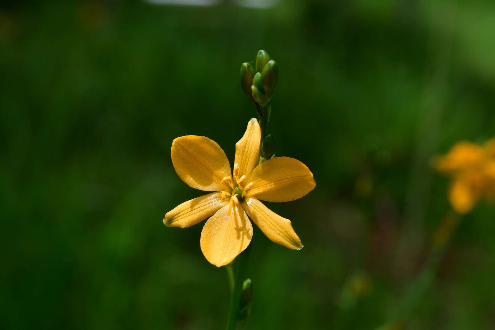 Image of Echeandia skinneri (Baker) Cruden