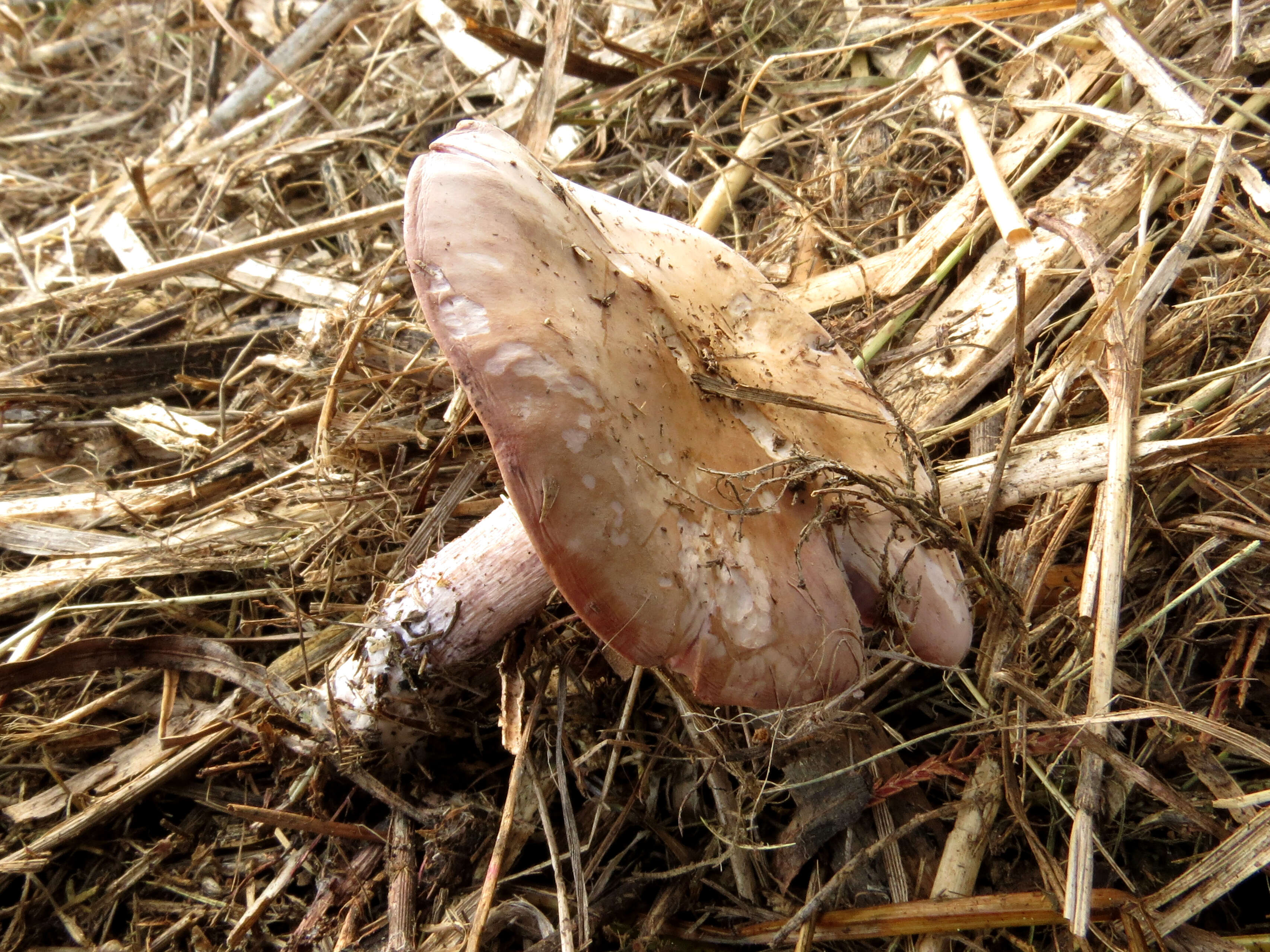 Image de Tricholome Pied bleu