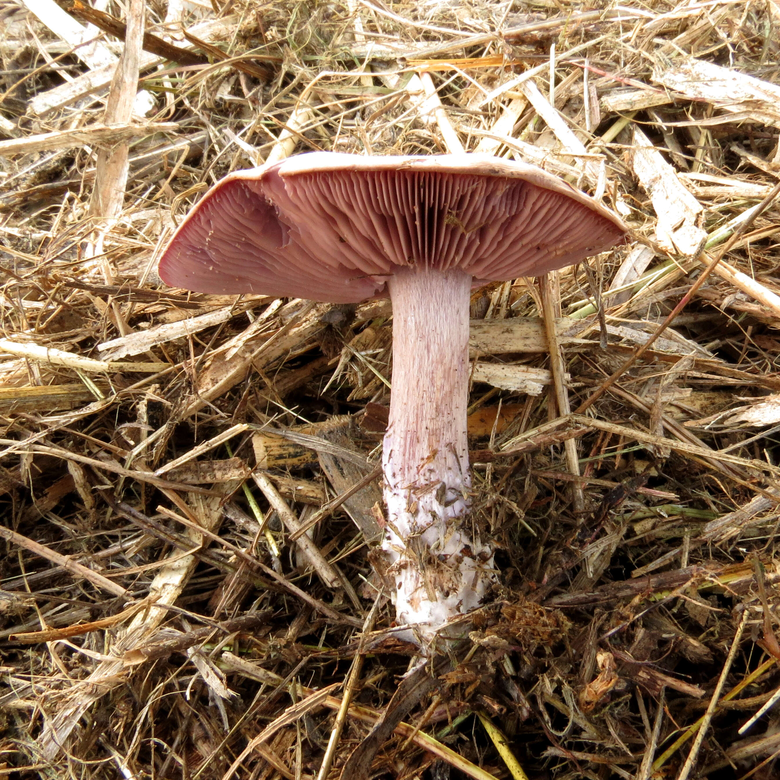 Image de Tricholome Pied bleu