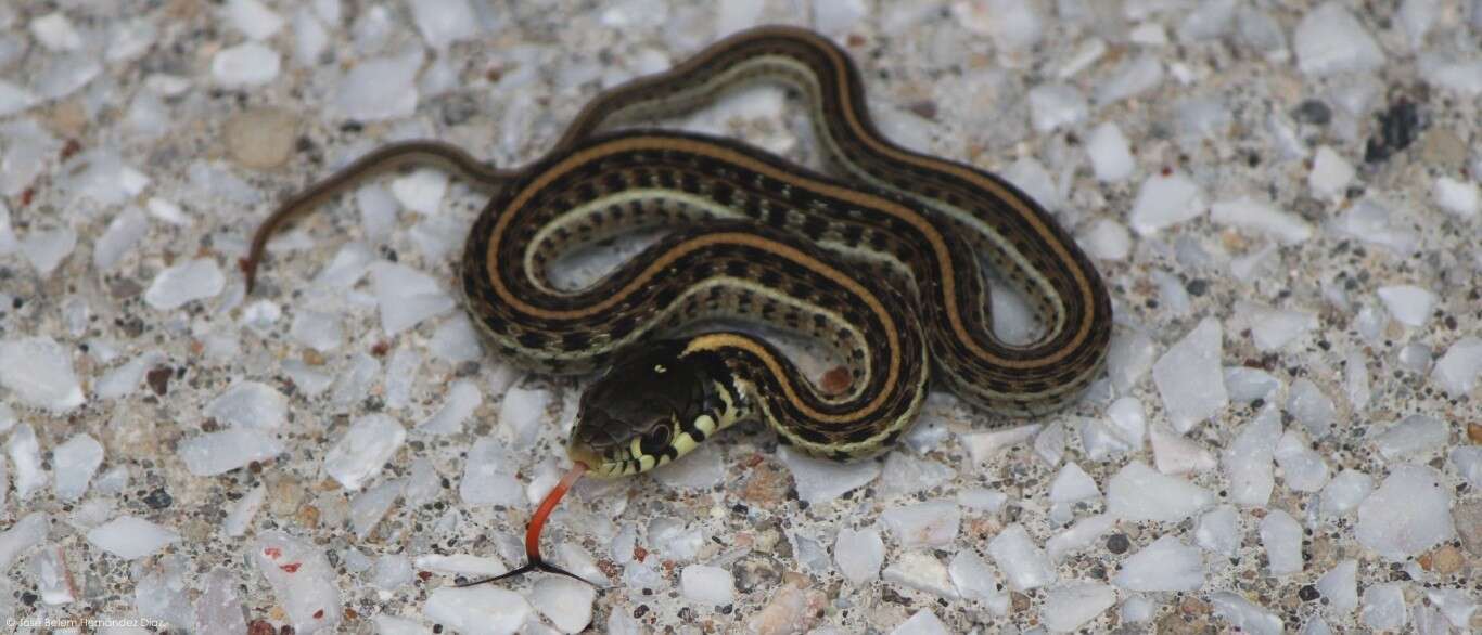 Image of Mexican Garter Snake