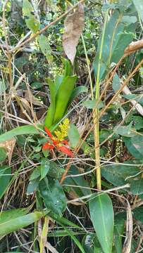 Image of Aechmea mertensii (G. Mey.) Schult. & Schult. fil.