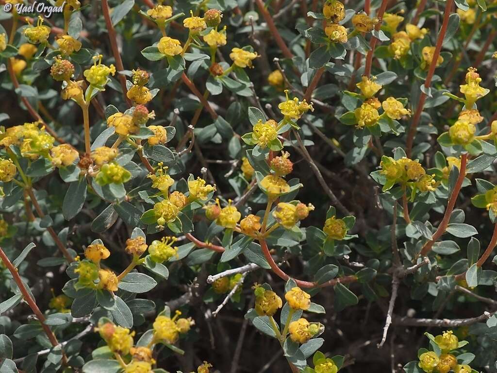 Image of Euphorbia hierosolymitana var. ramanensis (Baum) Zohary