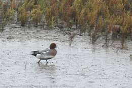 Image of Eurasian Wigeon