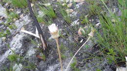 Image de Gerbera tomentosa DC.