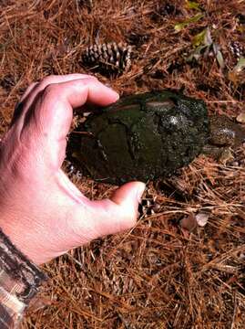 Image of Keeled Musk Turtle