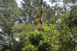 Image of Tillandsia chartacea L. B. Sm.