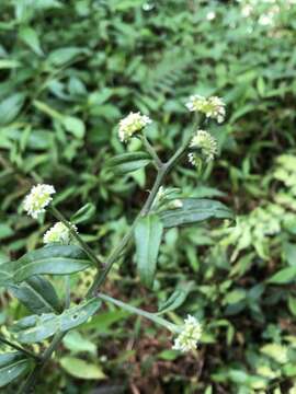 صورة Aster verticillatus (Reinw.) Brouillet, Semple & Y. L. Chen