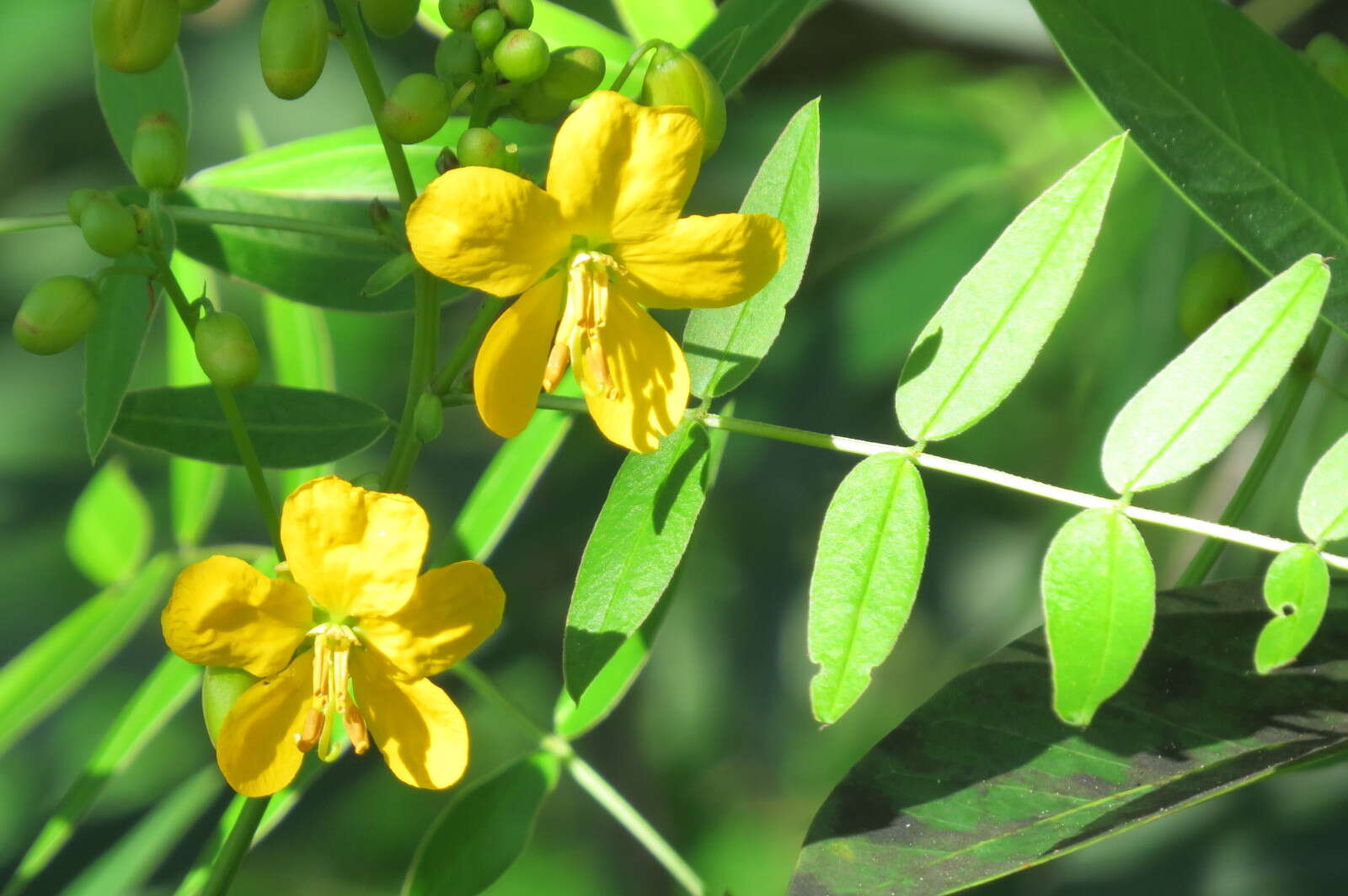 Image of privet senna