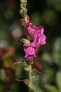 Слика од Antirrhinum cirrhigerum (Ficalho) Rothm.