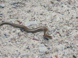 Chalcides chalcides (Linnaeus 1758) resmi