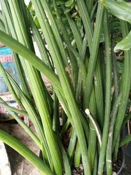 Image of African bowstring hemp