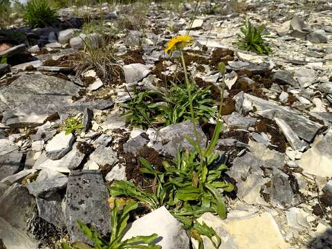 Imagem de Crepis alpestris (Jacq.) Tausch