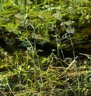 Image of hemlock waterparsnip
