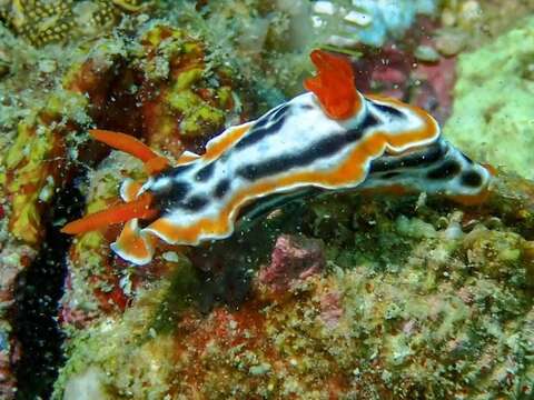 Image de Chromodoris magnifica (Quoy & Gaimard 1832)