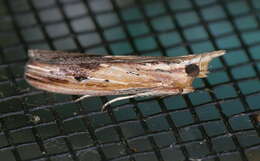 Ancylostomia resmi