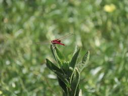 <i>Urothemis signata yiei</i> Asahina 1972 resmi