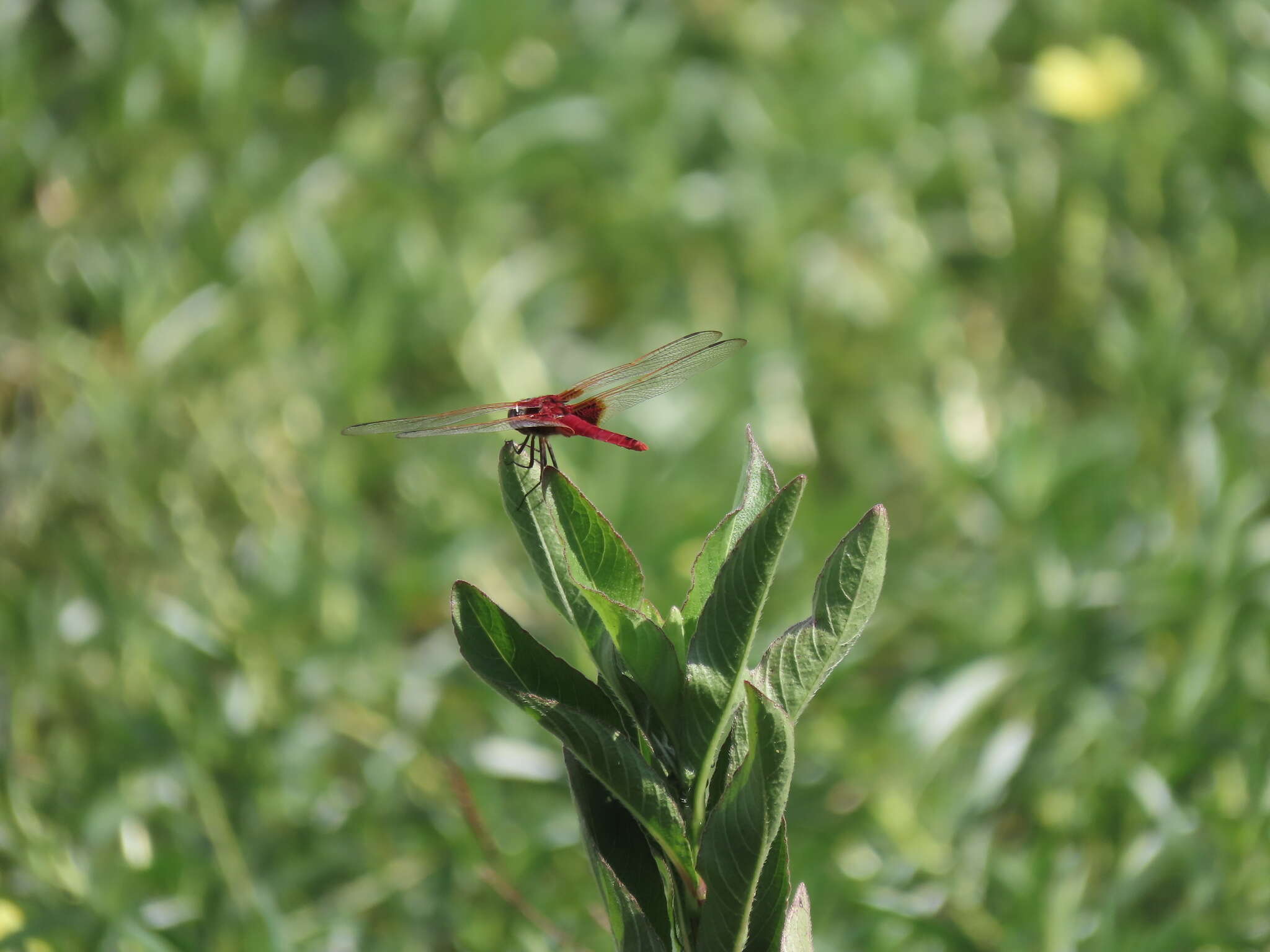 Imagem de <i>Urothemis signata yiei</i> Asahina 1972