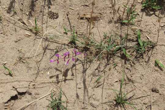 Image of Astragalus varius S. G. Gmelin