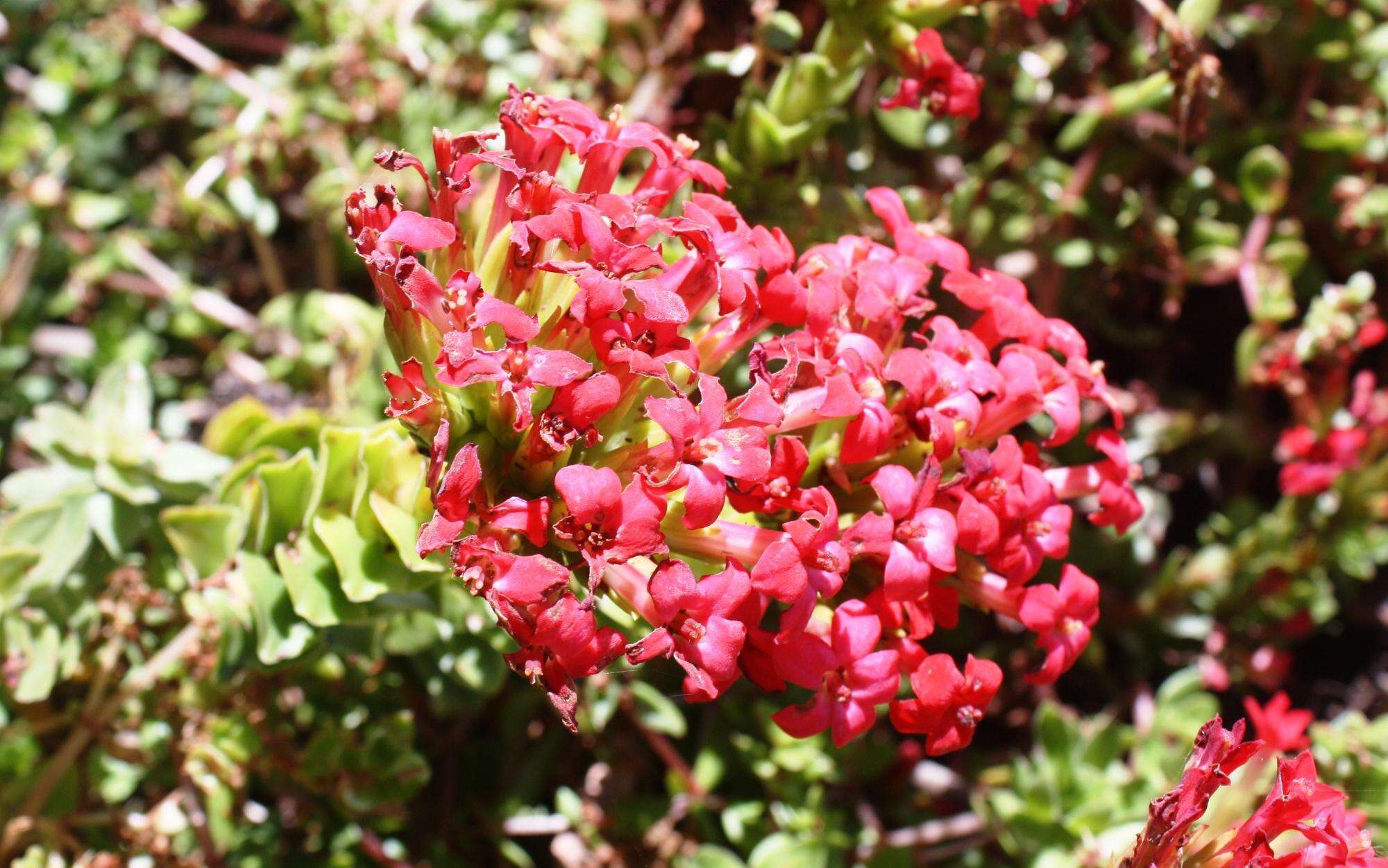 Image of Crassula coccinea L.