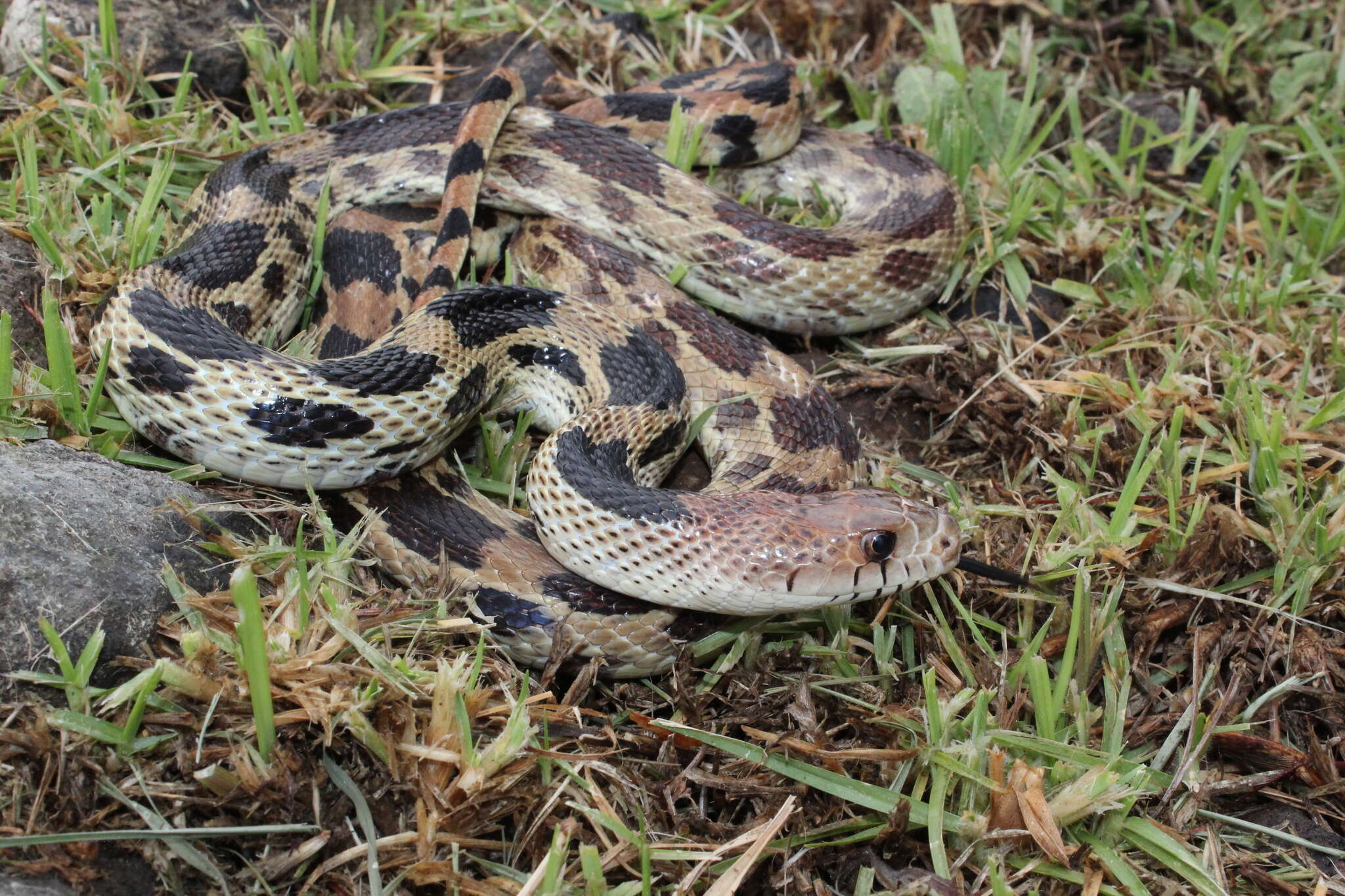 Image of Pituophis deppei deppei (A. M. C. Duméril 1853)