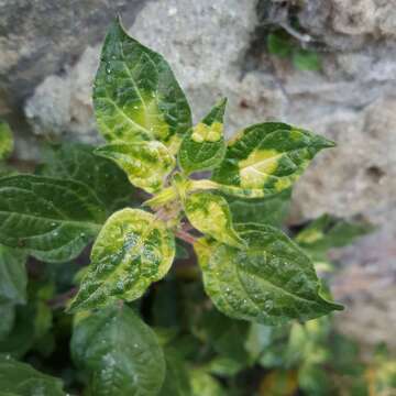 Image of Parietaria mottle virus