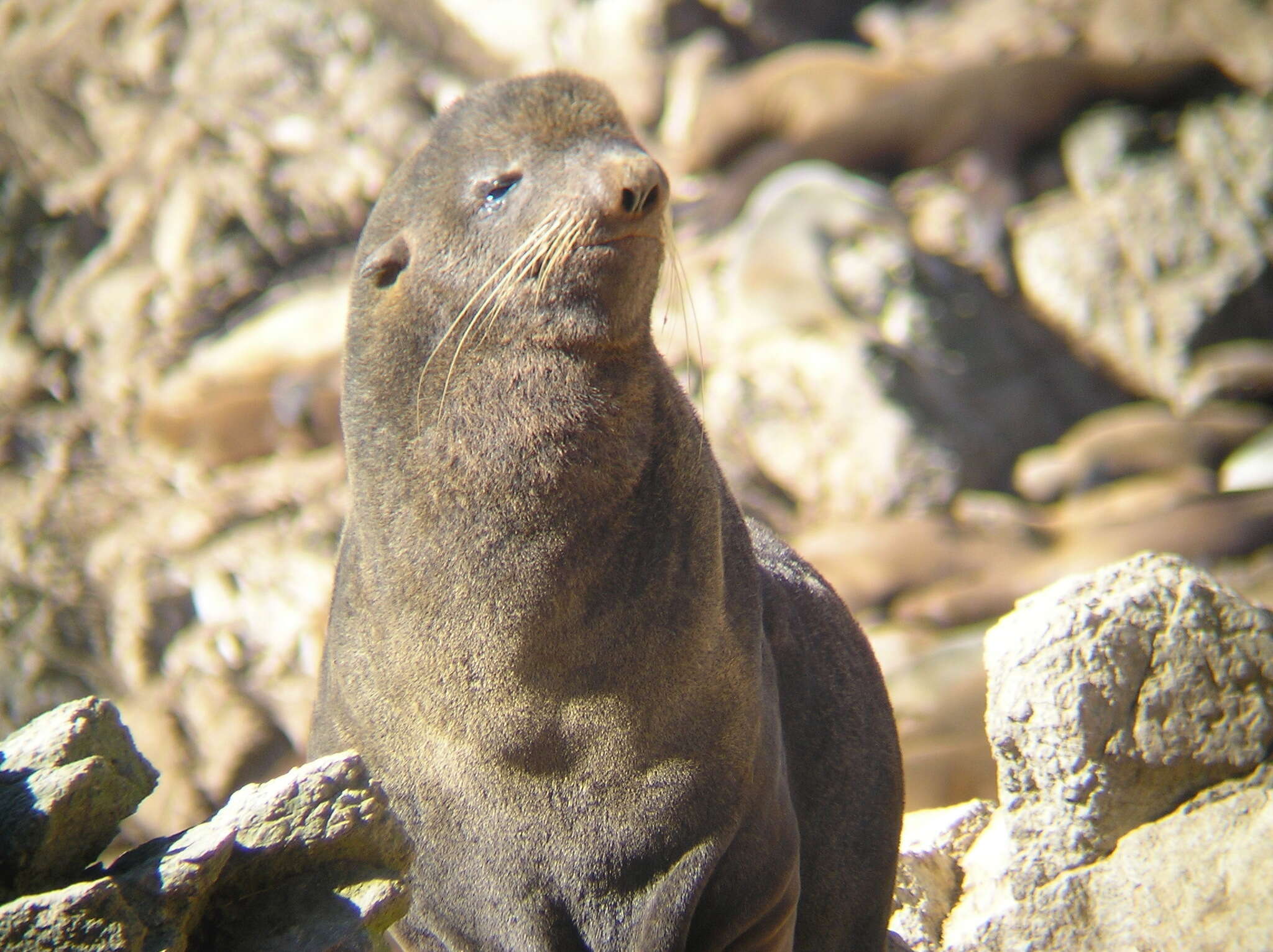 Image of fur seal