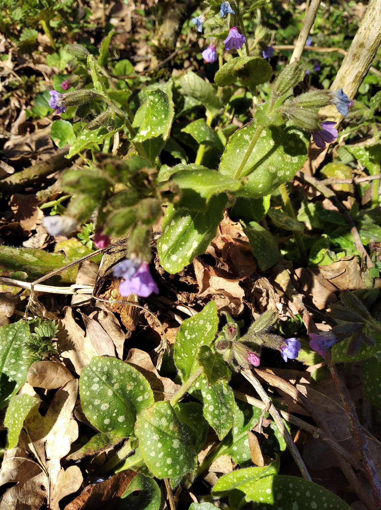 Image of Bethlehem lungwort