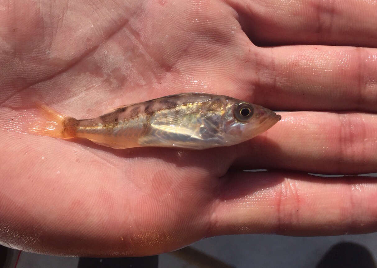 Image of Bocaccio rockfish