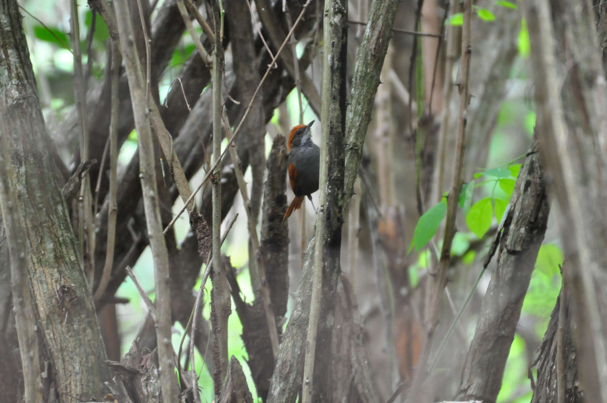 Image of Pernambuco Spinetail