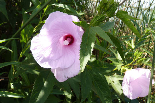 Hibiscus striatus Cav.的圖片