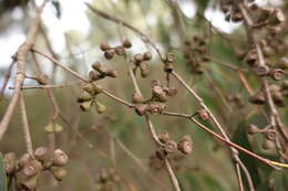 Image of Eucalyptus willisii P. Y. Ladiges, C. J. Humphries & M. I. H. Brooker