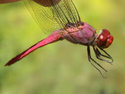 Image of Orthemis macrostigma (Rambur 1842)