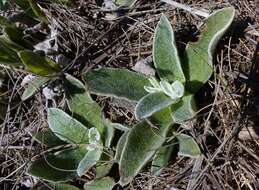 Image de Helichrysum spiralepis Hilliard & Burtt