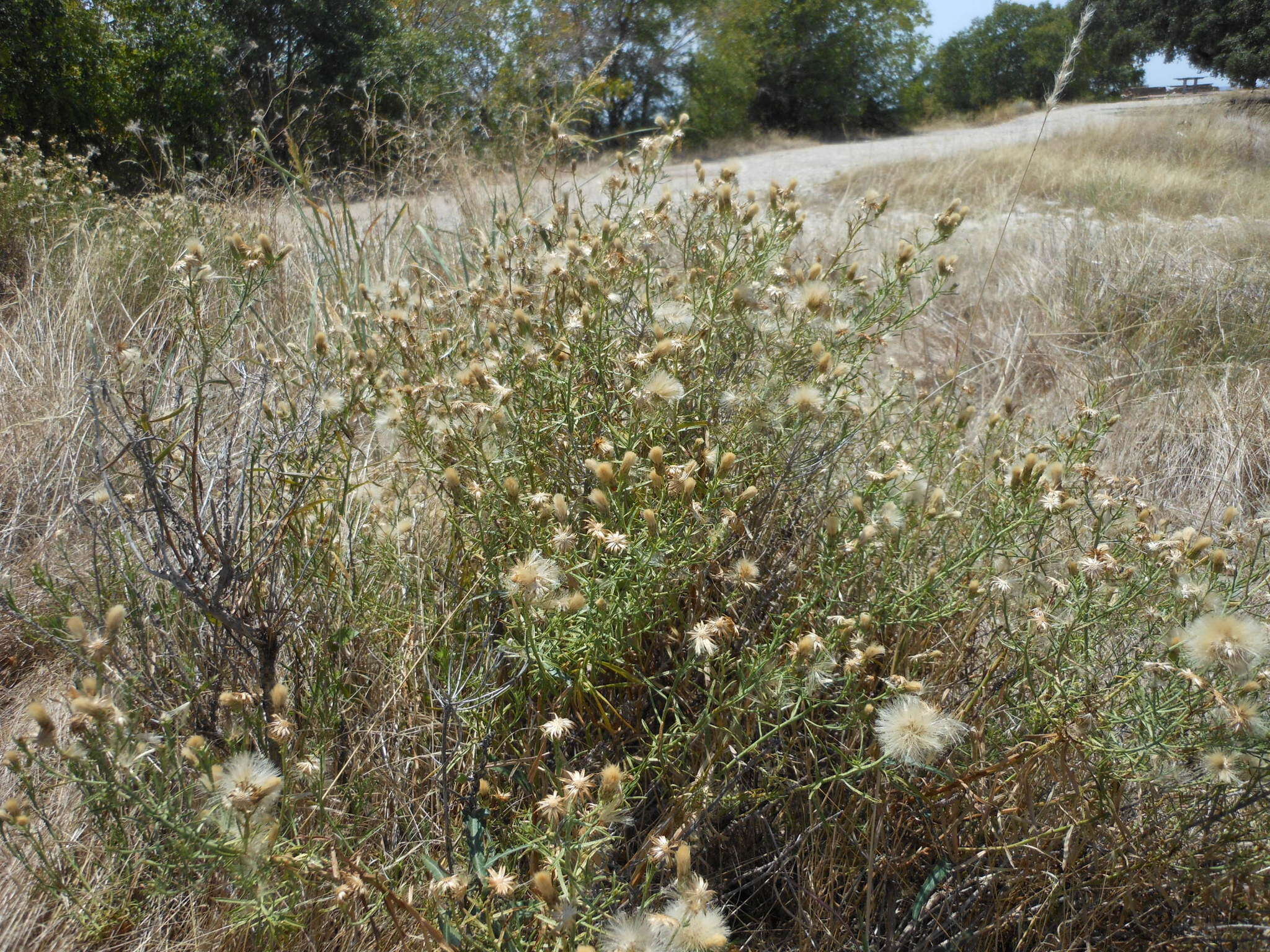 Image of prairie false willow