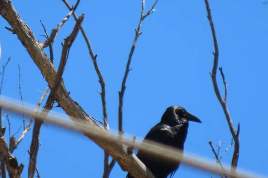 Image of Corvus tasmanicus tasmanicus Mathews 1912