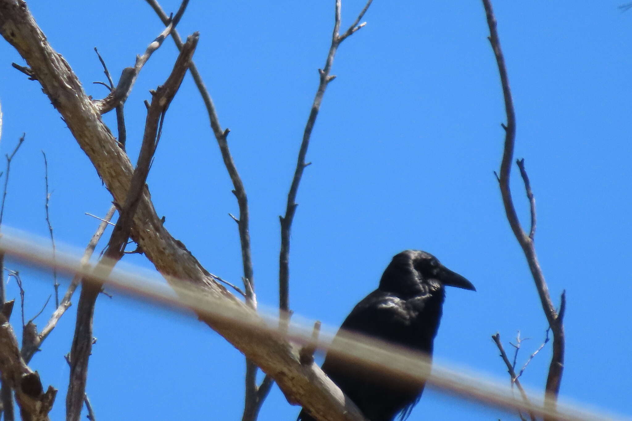 Слика од Corvus tasmanicus tasmanicus Mathews 1912