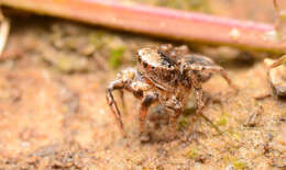 Image of Habronattus texanus (Chamberlin 1924)