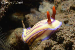 Image of Orange gilled purple lined white slug