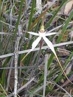 Imagem de Caladenia cretacea (D. L. Jones) G. N. Backh.